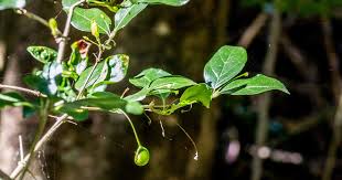 Image result for Osyridicarpos