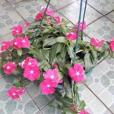 Taman bunga teras dan harga bunga vinca yg ada di dusun. Vinca Home Facebook
