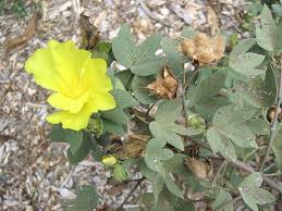 Image result for Gossypium