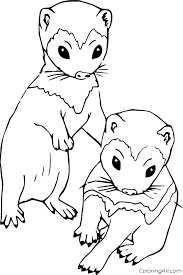 This animal does look cute and adorable. Two Baby Ferret Coloring Page Coloringall