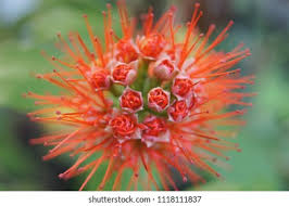 Image result for Combretum erythrophyllum
