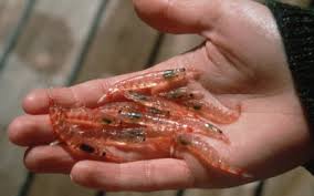 Krill are small crustaceans of the order euphausiacea, and are found in all the world's oceans. Krill British Antarctic Survey