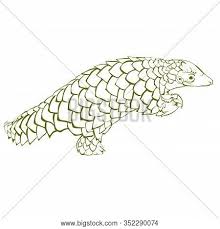 The scales are not just there to look cool, they are a defense mechanism. Sketch Design Vector Photo Free Trial Bigstock