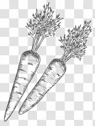 Line Shading Png Images Transparent Line Shading Images Hand drawn sliced and whole coconut. pnghut com