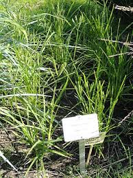 Image result for Eleusine kigeziensis