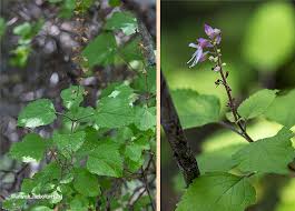 Image result for Ocimum labiatum