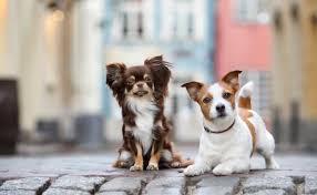 The jack chi may often be referred to as the jackahuahua and are considered energetic dogs and loving dogs. Jack Russell Chihuahua Mix Owner S Guide Fun Fast And Feisty All Things Dogs All Things Dogs