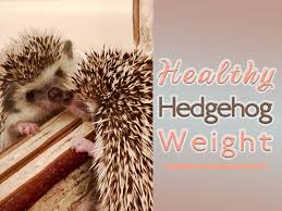 Healthy Hedgehog Weight Heavenly Hedgies