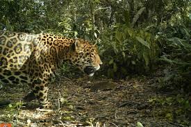 Tight end is not only receiving; In Colombia A Successful Jaguar Conservation Program Has A Whiff Of Coffee