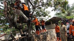 Seperti yang di ketahui semua orang bahwa indonesia merupakan negara yang memiliki. Burung Dara Aduan Dimusnahkan Dodo Rugi Rp 15 Juta Tribunnews Com Mobile