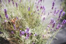 Soft Life Reset Night: Lavender Field Edition