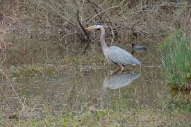 Birds Of East Texas Piney Woods Lake Fork Texas Lake Fork Texas Lakes All Birds