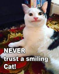 Never Trust A Smiling Cat Cute Cats Cat Memes Funny Animal Pictures