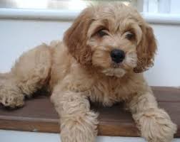 Carriage house cockapoos and goldendoodles virginia. Cockapoo Puppies Cockapoo Puppies Cockapoo Dog Puppies