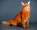 Somali Cats | Somali Cat Breed Info & Pictures | PetMD