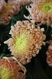 Pin By Bloomsybox On Flowers In Brown Selected By Tremolo Chrysanthemum Growing Chrysanthemum Beautiful Flowers