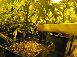 Hacer florecer cactus es también una cuestión de sustratos. Como Debo Regar Mi Planta Marihuana Guia De Cultivo De Marihuana