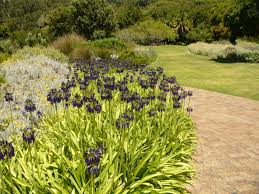 Image result for Agapanthus inapertus