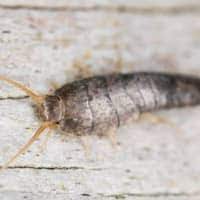 Although, some have reported silverfish bites if they end up in your bed for example. What Was That Little Silver Bug In The Bathroom