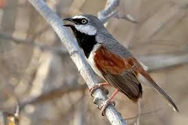 Chris Relives Another Great Madagascar Tour Http Www Birdquest Tours Com Madagascar Birding Tour Report 2013 Red Pet Birds Nature Animals Wild Birds