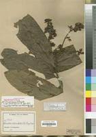 Image result for Campylospermum vogelii