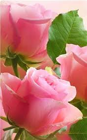 Fresh Flowers In Winter Beautiful Roses Pink Flowers Pink Roses
