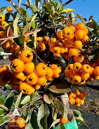 Image result for Pyracantha coccinea soleil d'or