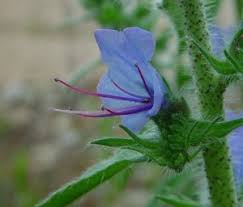 Image result for Vigna comosa