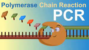 The pcr test can react to other coronaviruses. Pcr Polymerase Chain Reaction Iqog Csic Youtube