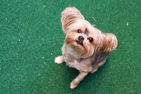 We'd love to see this bill become a law so more shelter dogs and cats can find their forever homes. Nj City Law Would Require Pet Stores Only Sell Dogs And Cats They Obtain From Shelters Pounds Kennels Or Animal Rescue Groups N Pet Store Pets Puppy Mills