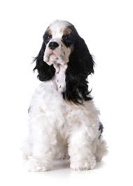 A spaniel is a type of gun dog. Cocker Spaniel American Hunde Informationen Zu Den Bienenarten