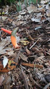 Image result for Mutinus elegans