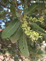 Image result for Pappea capensis