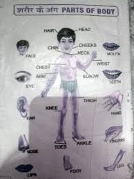 All fruits name in hindi and english with pictures. Body Parts Name In Hindi And English List Gk Kitab