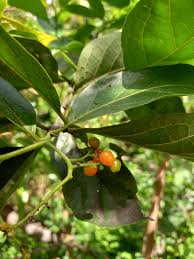 Image result for Ehretia cymosa