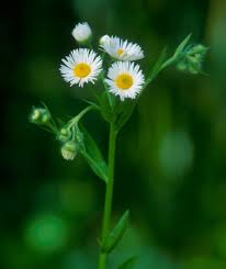 Image result for Erigeron steudelii