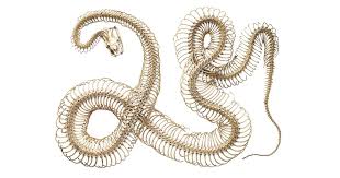 The style of querying is know context dependent. Snake Skeletons Information About Snakes Dk Find Out