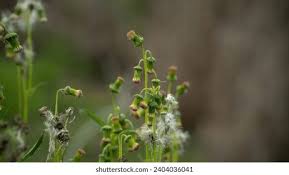 Image result for Emilia subscaposa