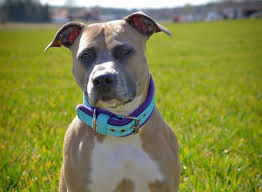 Brought to the united states, the breed was preferred by american breeders who increased its weight and gave it a more powerful head. American Staffordshire Breed Information Guide Quirks Pictures Personality Facts Barkpost