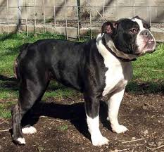 Feel free to browse hundreds of active classified puppy for sale listings, from dog breeders in pa and the surrounding areas. Victorian Bulldog For Rehome Kilmarnock Ayrshire Pets4homes Victorian Bulldog Bulldog Puppies Dog Training