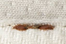 Image result for bedbugs on mattress