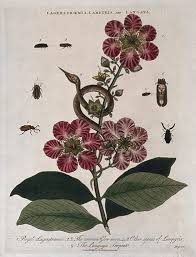 Image result for Lagerstroemia speciosa