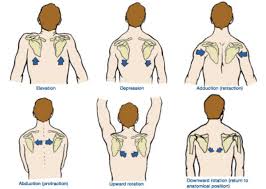 4 Scapular Stabilization Exercises For Rock Solid Shoulders Physical Therapy Kinesiology Scapula