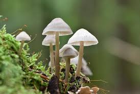 Image result for Psilocybin