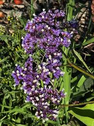 Image result for Limonium sinuatum