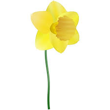 Free Daffodil Clipart Public Domain Flower Clip Art Images And Liked On Polyvore Featuring Flowers Backgrounds Fill Flower Clipart Clip Art Daffodils