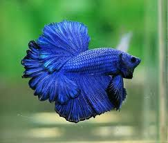 You can find some albino bettas at pet stores or wherever fish are sold. Peces Oscar Albino Tigre Ect Y Peces Betta Pitbul Corona Y Dragon Photos Facebook