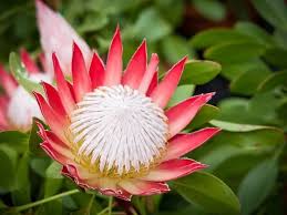 It opened on august 5, 2005 in the us in a limited release. 14 Pretty Flowers That Start With P