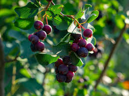 Image result for indiánská borůvka obrázek