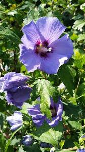Maybe you would like to learn more about one of these? Purple Hibiscus Syriacus Marina Shrubs For Sale London Uk